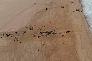 Focas muertas en Namibia