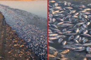 Muerte masiva de peces en Rusia