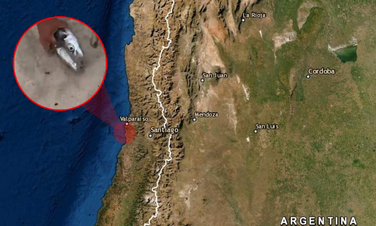 El mar retrocede en Punta de Tralca, Chile y cientos de peces quedan varados