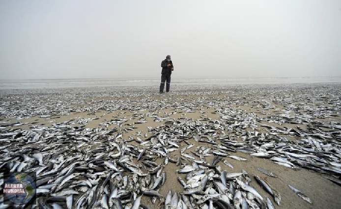 Misteriosa aparición de toneladas de peces muertos en la costa central de Chile