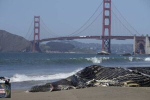 Las muertes recientes de ballenas en el área de la bahía preocupan a los científicos