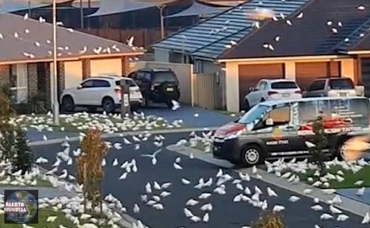Miles de aves invaden y se apoderan de una calle en Australia (VIDEO)