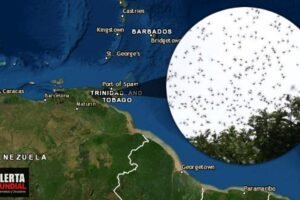 Millones de langostas invaden Trinidad, infestan hogares, asolan a los residentes y devastan cultivos