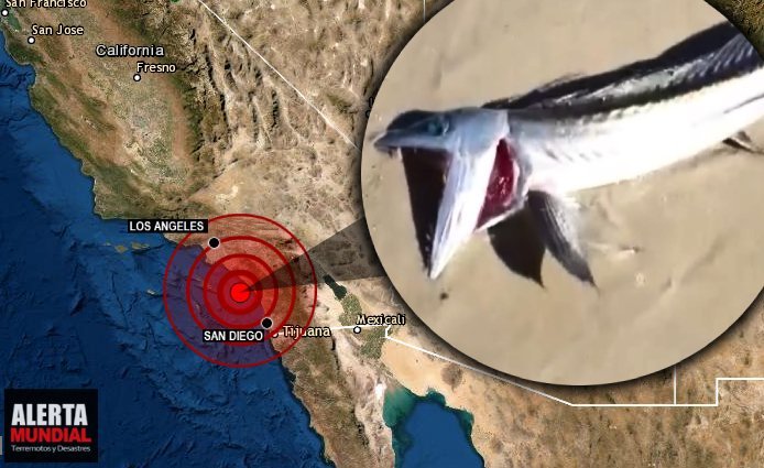 Extraña criatura marina aparece en playa de California después de un temblor misterioso