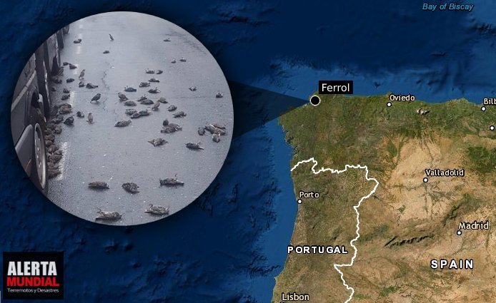 Lluvia de aves caen muertos sobre varias personas en una calle de Ferrol, España