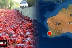 Momentos de terror 'plaga bíblica' de 50 millones de CANGREJOS CANÍBALES cerraron carreteras en Australia