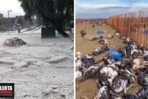 ¡Horripilante! Granizada apocalíptica mata 450 avestruces en Sudáfrica, mientras diluvio de hielo azota Bolivia