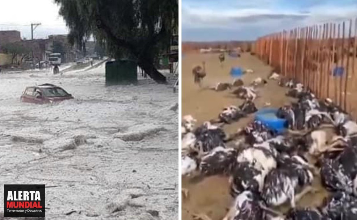 ¡Horripilante! Granizada apocalíptica mata 450 avestruces en Sudáfrica, mientras diluvio de hielo azota Bolivia