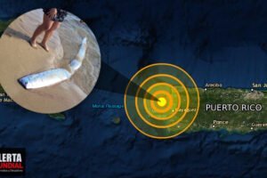 Hallan un pez remo pez de los terremotos en playa de Rincón, Puerto Rico