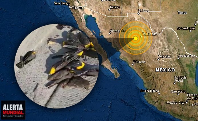 Cientos de aves muertas caen del cielo en Chihuahua, México