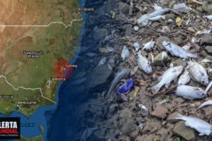 Miles de peces muertos aparecen en el río Parramatta de Sídney, Australia