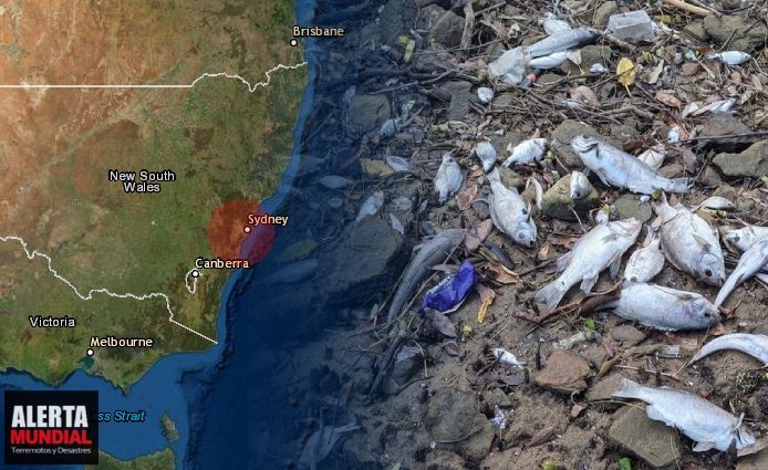 Miles de peces muertos aparecen en el río Parramatta de Sídney, Australia