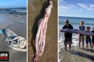 Calamares gigantes y pez remo de las profundidades del mar aparecen en distintos partes del mundo