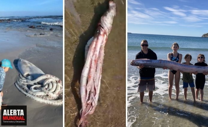 Calamares gigantes y pez remo de las profundidades del mar aparecen en distintos partes del mundo