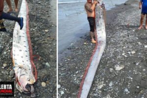 Aparece el temido pez remo 'pez de los terremotos' de más de 6 metros de largo este jueves 09 de junio del 2022 en Taiwan