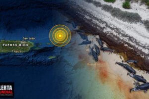Al menos más de 40 ballenas han aparecido muertas a lo largo de la costa del extremo este de Anegada.
