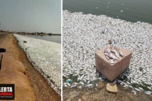 Presencia inusual de miles y miles de peces muertos aparecen en el lago salado de la Ciudad de Mahshahr, Irán