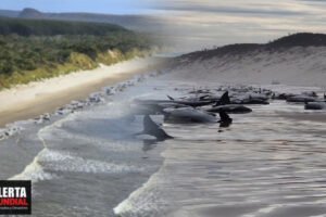Alrededor de 230 ballenas varados en Tasmania, Australia