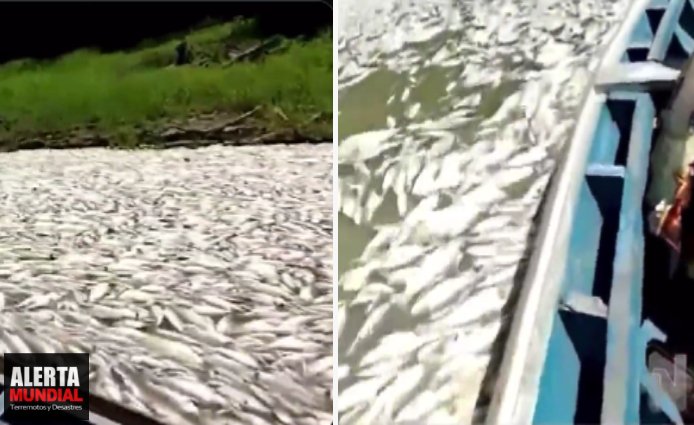 VIDEO Miles de peces muertos aparecen en el lago Coari de Brasil