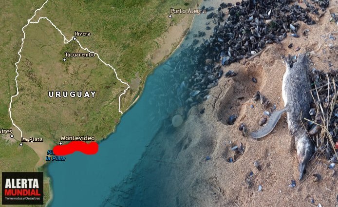 Impactante hallazgo Más de 5.000 animales marinos muertos en playas de Uruguay