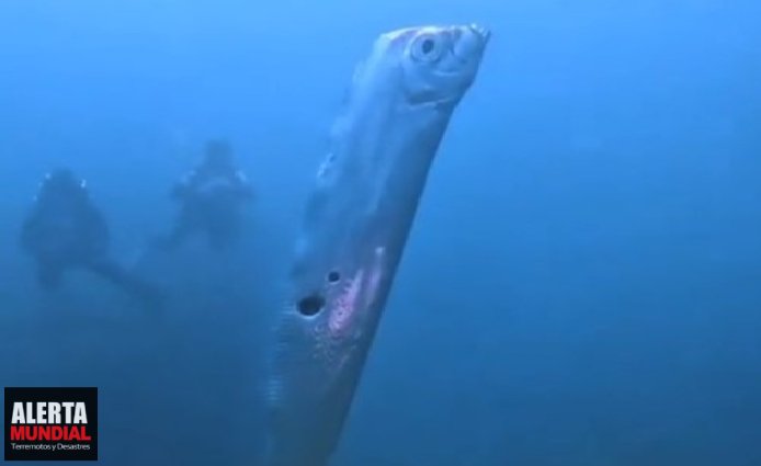 Aparición de pez remo 'pez de los temblores' en Chiapas, México