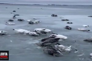 Tragedia climática en China Deceso masiva de aves marinas congeladas por temperaturas extremas