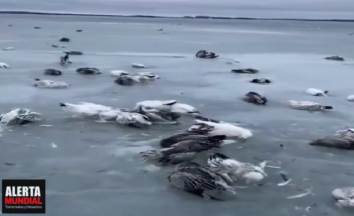 Tragedia climática en China Deceso masiva de aves marinas congeladas por temperaturas extremas