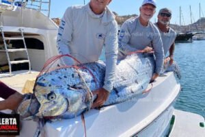 Aparición del Enigmático Pez Remo en Los Cabos Un Presagio de Terremotos