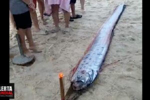 Enorme pez remo Pez de los Terremotos capturado en la playa de Hue