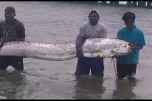 Alarma en Tumbes por el Avistamiento de un Gigantesco Pez Remo