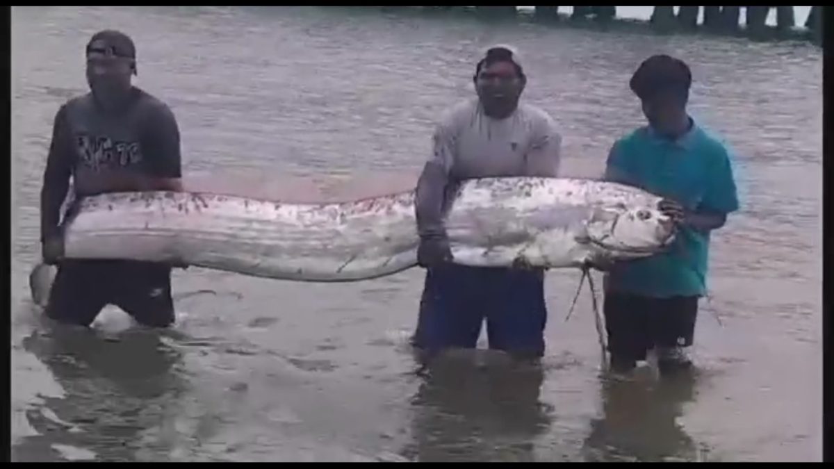 Alarma en Tumbes por el Avistamiento de un Gigantesco Pez Remo