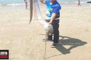 Descubren Pez Remo de Tres Metros en Playa de Chipipe, Salinas