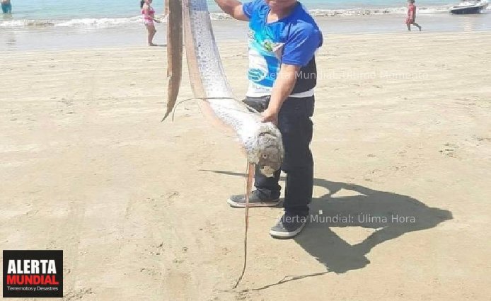 Descubren Pez Remo de Tres Metros en Playa de Chipipe, Salinas