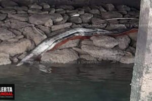 Se prenden las alarmas tras la presencia de un Gigantesco pez remo en Manta