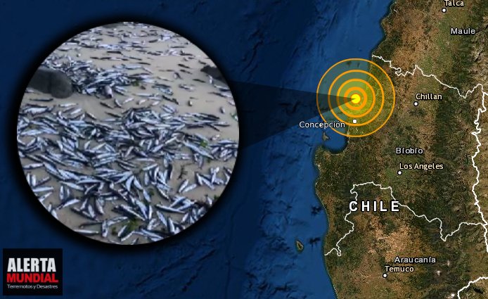 Miles de peces muertos aparecen en la playa de Necochea, Bío Bío, Chile
