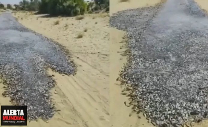 VIDEO ¿Río de peces en un desierto COMO millones de peces aparecen en un desierto de Pakistán