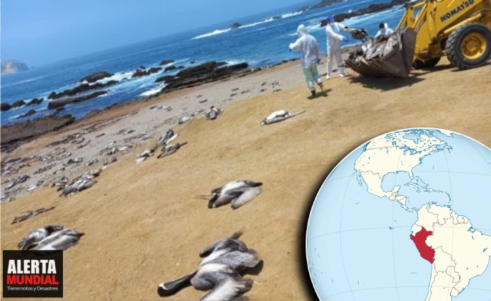 Casi 14.000 pelícanos y aves marinas aparecen muertos en Perú