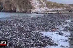 Se registró misteriosa muerte masiva de sardinas en Rusia ¿Señales