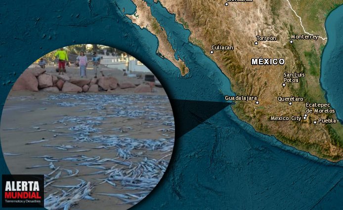 ¿Mal augurio Cientos de peces muertos aparecen en playa de Puerto Vallarta, México
