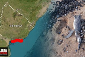 Impactante hallazgo Más de 5.000 animales marinos muertos en playas de Uruguay